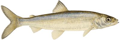 cisco fish|Cisco (Lake Herring) .